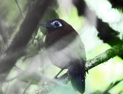 Hafferia zeledoni