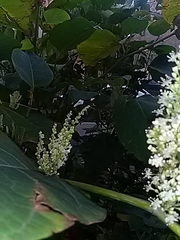 Reynoutria × bohemica