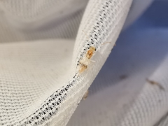 Chrysopophthorus hungaricus