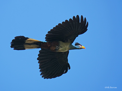 Great Blue Turaco