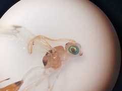 Chrysopophthorus hungaricus