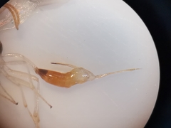 Chrysopophthorus hungaricus