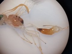 Chrysopophthorus hungaricus