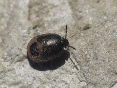 Crocistethus waltlianus