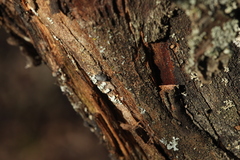 Resupinatus trichotis