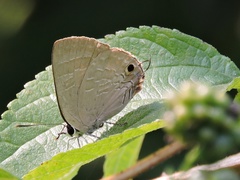 Deudorix epijarbas