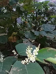 Reynoutria × bohemica