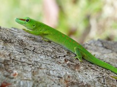 Phelsuma grandis