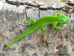 Phelsuma grandis