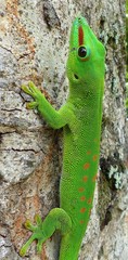 Phelsuma grandis
