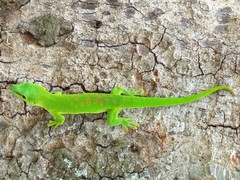 Phelsuma grandis