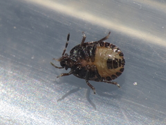 Crocistethus waltlianus