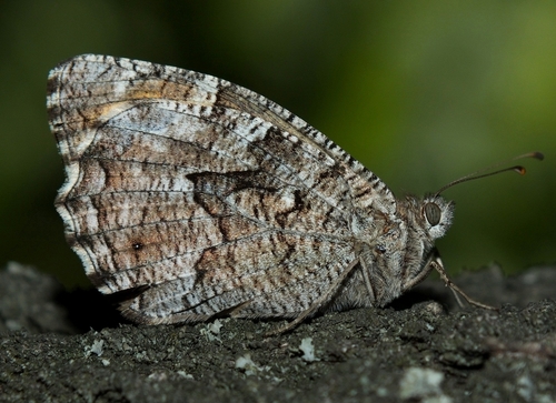 Delattin’s Grayling