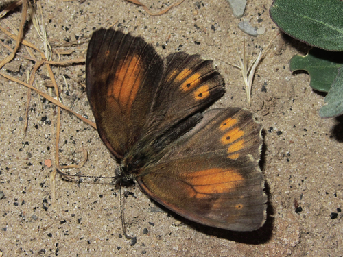 Lesser Lattice Brown