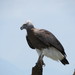 Gray-headed Fish-Eagle - Photo (c) turnercichlid, some rights reserved (CC BY-NC), uploaded by turnercichlid