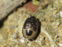 Crocistethus waltlianus