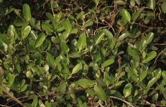 Avicennia officinalis
