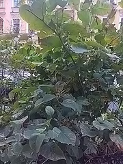 Reynoutria × bohemica