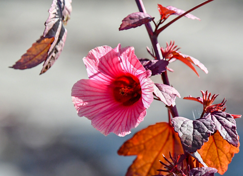 Hibiscus acetosella