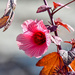 Hibiscus acetosella - Photo (c) ANatureGal Linda, algunos derechos reservados (CC BY-ND), subido por ANatureGal Linda
