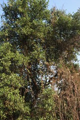 Avicennia officinalis