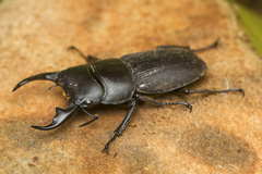 Dorcus reichei prosti
