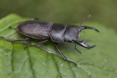 Dorcus reichei prosti