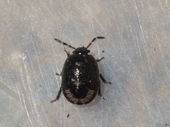 Crocistethus waltlianus