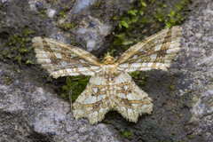 Fritillerinnys clathraria