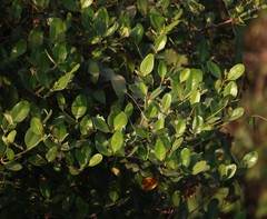 Avicennia officinalis
