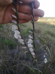 Gladiolus densiflorus