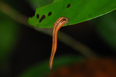 Haemadipsa guangchuanensis