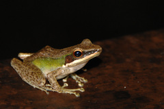 Chalcorana megalonesa