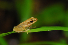 Chalcorana megalonesa