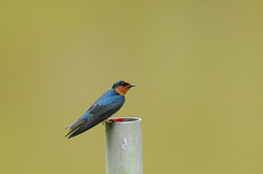 Hirundo tahitica
