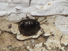 Crocistethus waltlianus