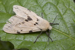 Spilarctia hypogopa