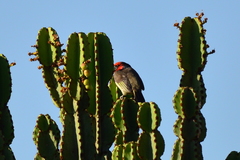 Lybius torquatus torquatus