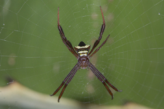 Argiope reinwardti