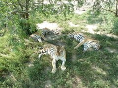 Panthera tigris altaica