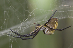 Cyrtophora cylindroides