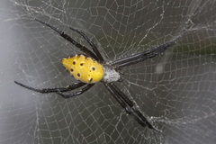 Cyrtophora cylindroides