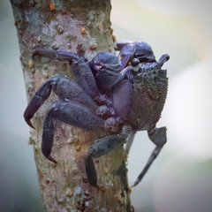 Episesarma versicolor