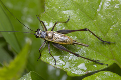 Nisitrus