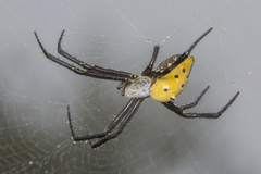 Cyrtophora cylindroides