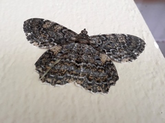 Amblychia praeumbrata