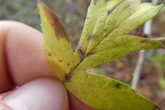 Bucculatrix bechsteinella