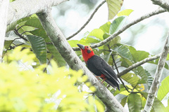 Pityriasis gymnocephala