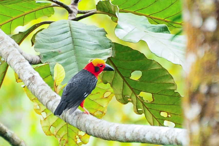 Bornean Bristlehead