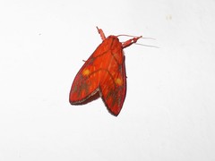 Sarbine flavodiscalis